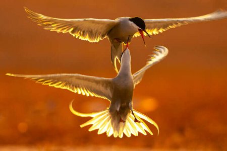bird2.jpg