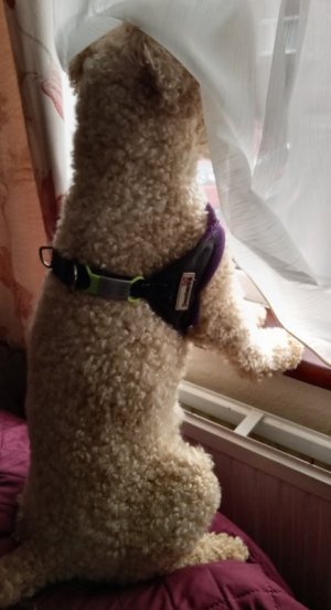guard dog1.jpg