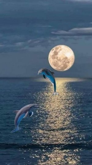 a blue dolphin.jpg