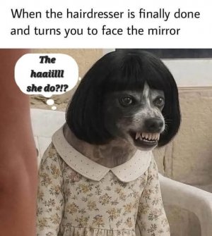 a dog joke hairdresser.jpg