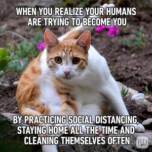 Hilarious-Cat-Memes-49.jpg