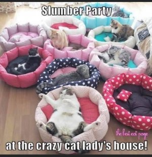 a cat slumber party.jpg