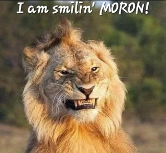 a lion smiling joke.jpg