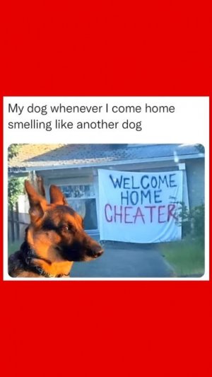 a dog cheater joke.jpg
