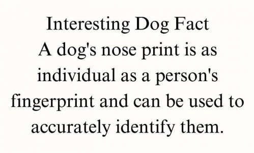 dog fact.jpg