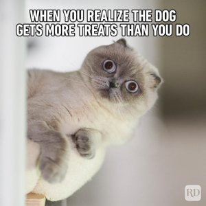 Hilarious-Cat-Memes-23.jpg
