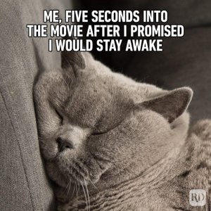 Hilarious-Cat-Memes-17.jpg