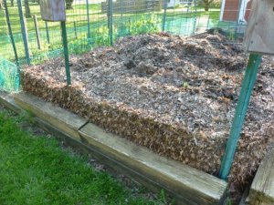 garden (800x600).jpg