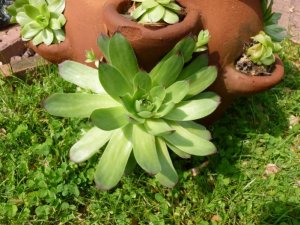 Hens and Chick 1 (800x600).jpg