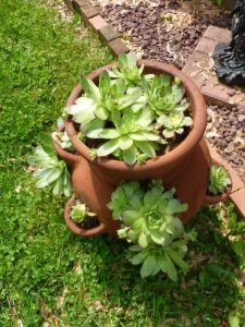 hens and chic2 (600x800).jpg