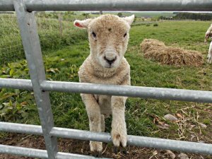 lamb4b2.jpg