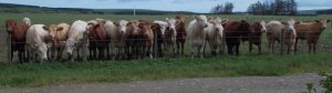 cows.JPG