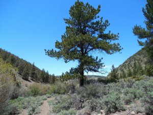 pine tree.jpg