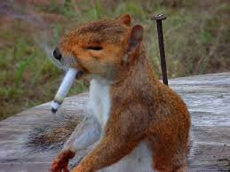 squirell cig.jpg squirell cig.jpg