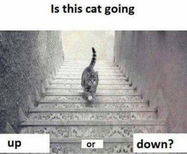 cat3.jpg
