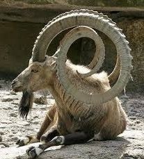 Ibex.jpg