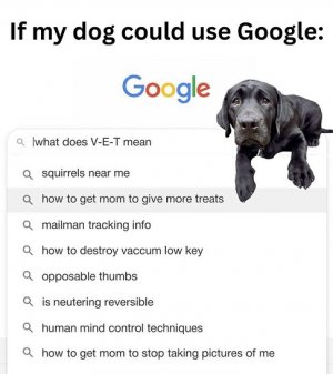 dog's google.jpg