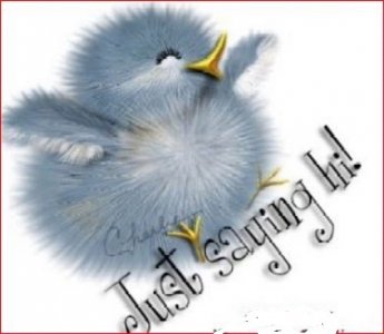 hi bird fluffy Large.jpeg