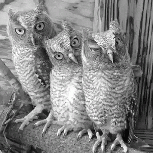 tumblr_3a79530638b0f539e41a61f1e0b01df7_3a133ab2_500.gif