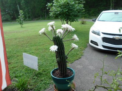 vern , vickie, cactus , flowers 004.JPG