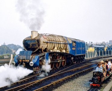 mallard-at-york.jpg