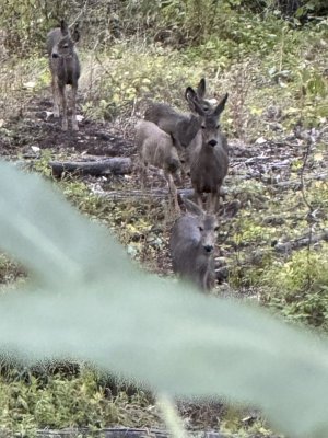 IMG_6870.jpeg