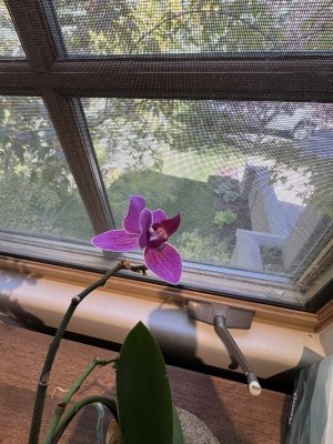 OrchidPurple.jpg