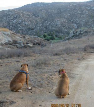2025-09-21 pups.jpg