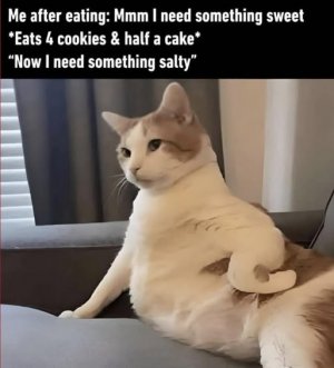 a cat joke.jpg