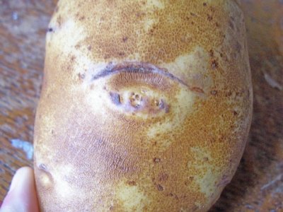 potato.jpg