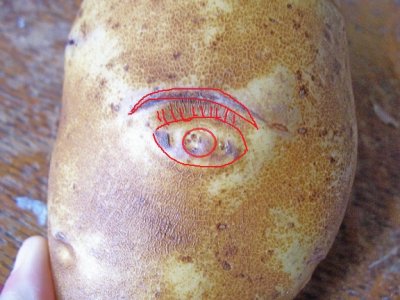 potato2.jpg