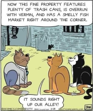 a cat meme.jpg