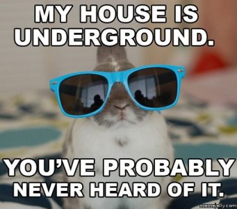 bun4.jpg