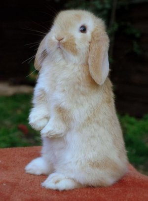 Caring For Rabbits At Home.jpg