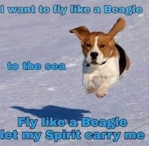 a fly like  beagle.jpg