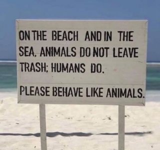 a beach  meme animals.jpg