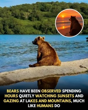 a bear who knew.jpg