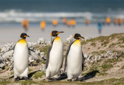 penguins2.jpg