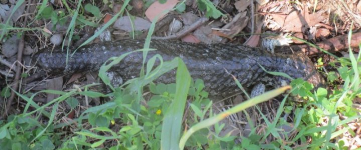 blue tongue.JPG