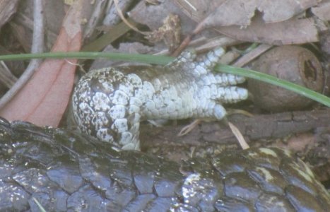 foot blue tongue.JPG