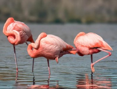 flamingoes.jpg