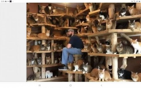 Cats.cats.jpg
