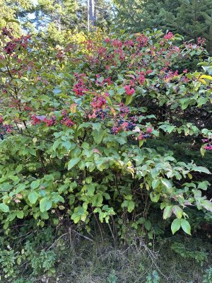 IMG_0632.jpeg