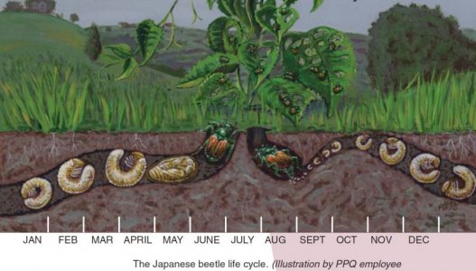 Grub Life Cycle.JPG
