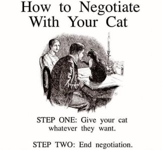 a cat negotiation funny.jpg