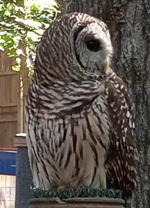 owl1.jpg