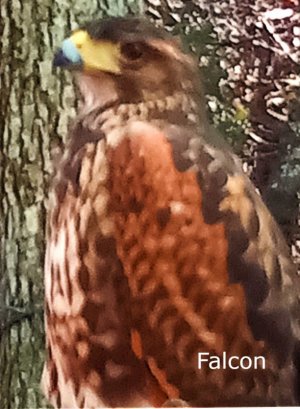 falcon.jpg