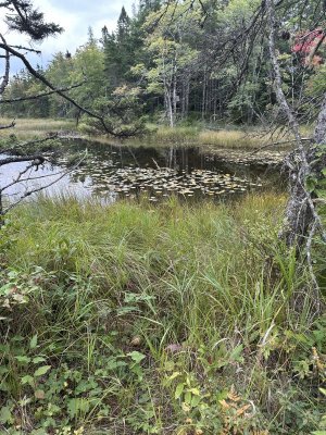 IMG_0676.jpeg