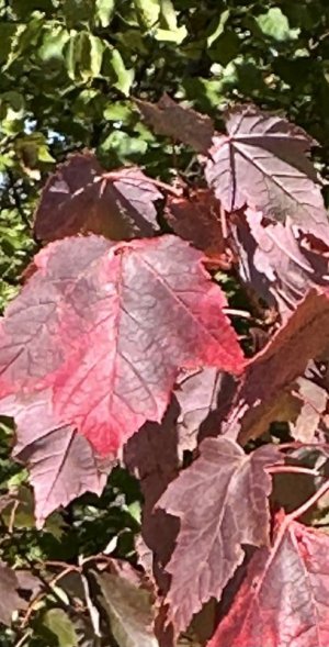 IMG_0727.jpeg