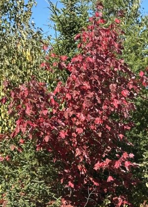 IMG_0726.jpeg